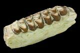 Oreodont (Merycoidodon) Jaw Section - South Dakota #146358-2